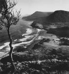 (Stanwell Park Beach, tree in foreground)
